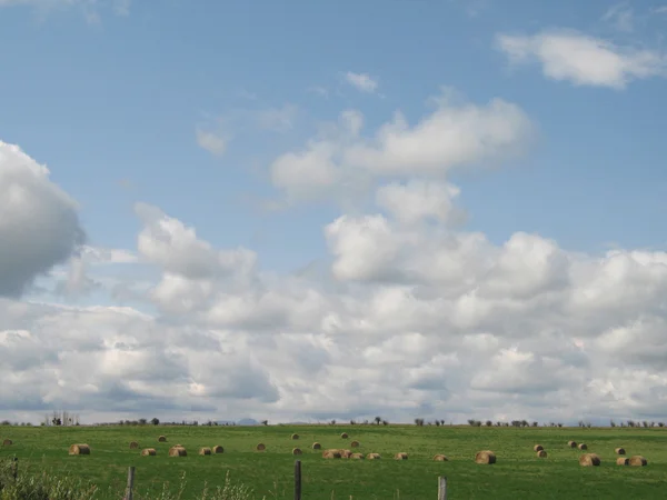 Campo de feno — Fotografia de Stock