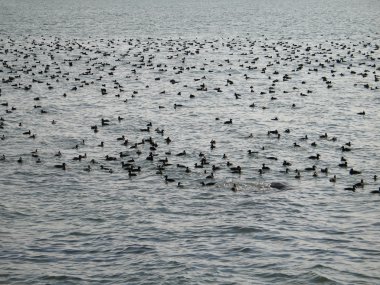Ördekler doğal bir su gövdesinde Float