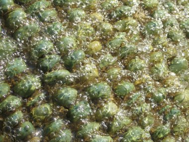 yeşil çakıl Çeşmesi