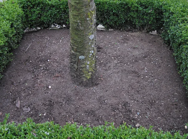 Ağaç gövdesi Hedges yakınındaki — Stok fotoğraf