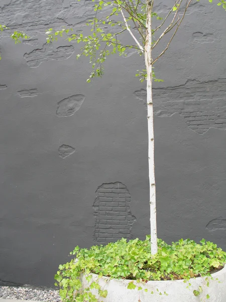 Bir tencerede sıska huş ağacı — Stok fotoğraf