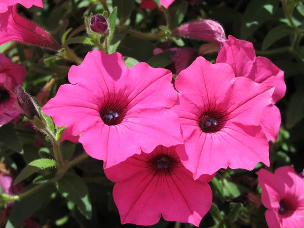 Rosa Blüten — Stockfoto