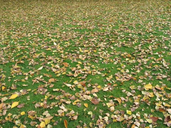 Bladeren op de grond — Stockfoto