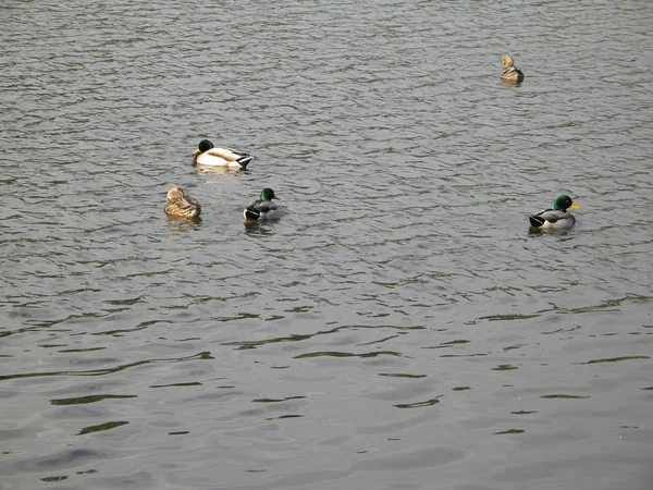 Los patos flotan en un cuerpo natural de agua —  Fotos de Stock