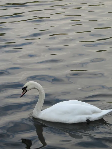 Weißer Schwan — Stockfoto