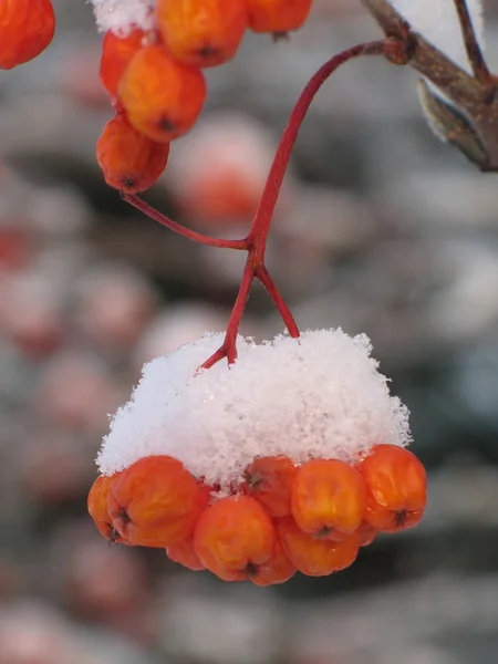 Schneebedeckte rote Beeren — Stockfoto