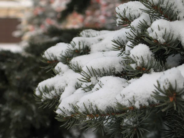 Branches à feuilles persistantes recouvertes de neige — Photo