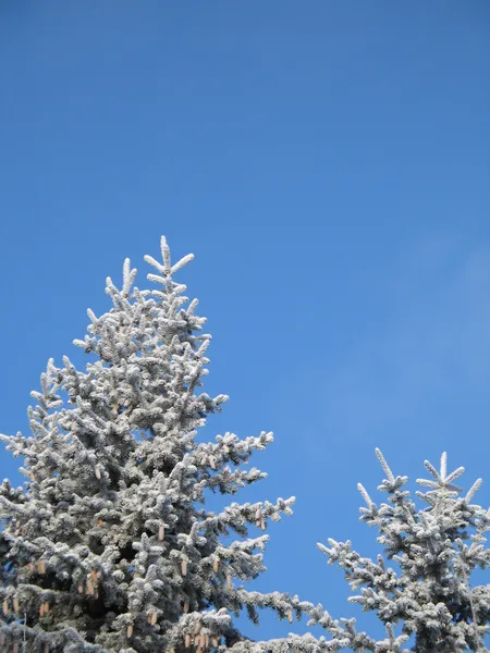 Snow Covered Tree Branches — Stock Photo, Image