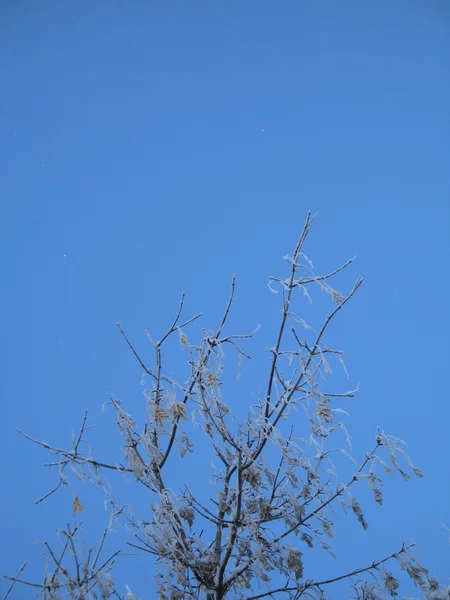 Lumipeitteiset puun oksat — kuvapankkivalokuva