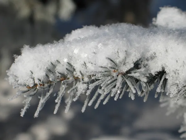 Pine branch under snow — Stock Photo, Image