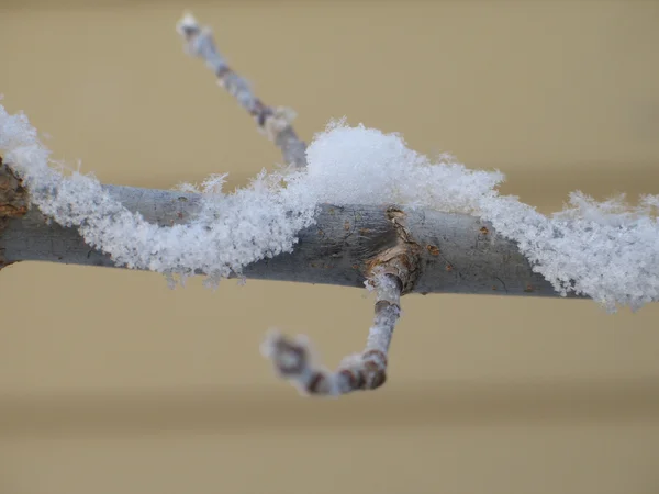 Ramas de árboles cubiertas de nieve — Foto de Stock