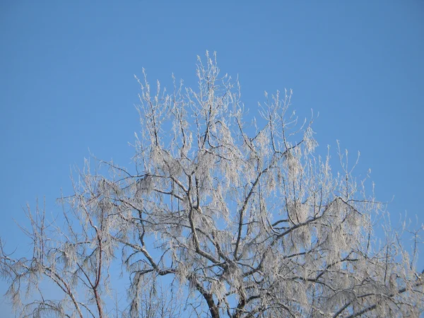 积雪覆盖的树枝 — 图库照片