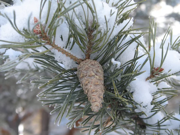 雪の木の枝 — ストック写真