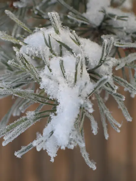 Branches d'arbres couvertes de neige — Photo