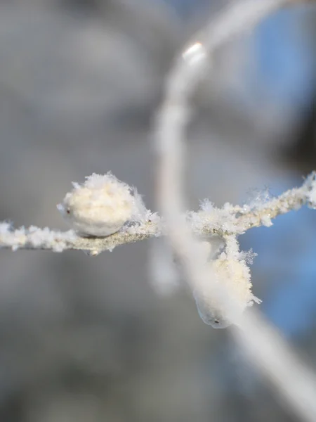 积雪覆盖的树枝 — 图库照片