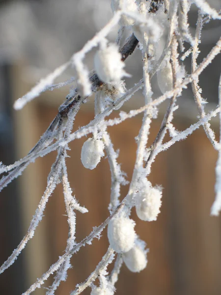 积雪覆盖的树枝 — 图库照片