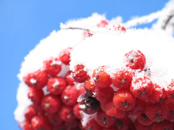 Baies rouges couvertes de neige — Photo