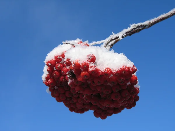 Baies rouges couvertes de neige — Photo