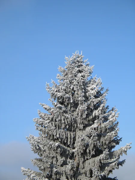 雪の木の枝 — ストック写真