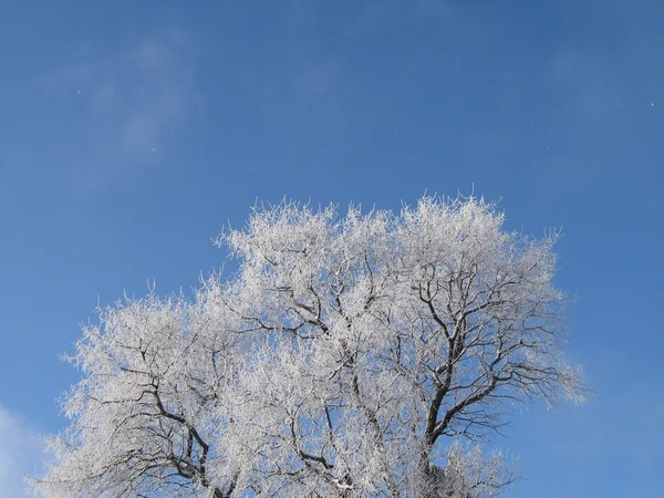 Gałęzie drzew pokryte śniegiem — Zdjęcie stockowe