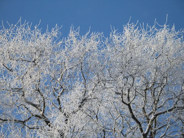 Ramas de árboles cubiertas de nieve —  Fotos de Stock