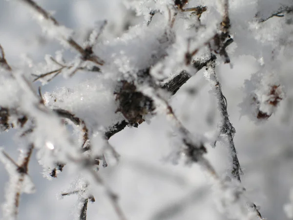 Schneeflocken — Stockfoto