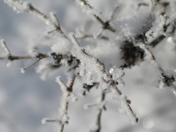 Snow flakes — Stock Photo, Image
