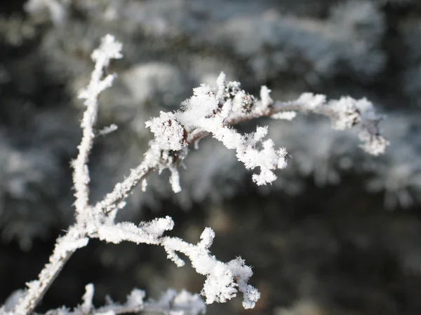 雪のフレーク — ストック写真
