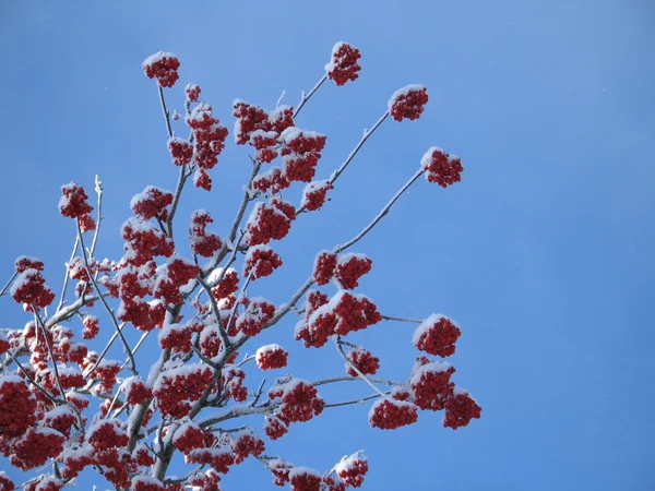 Ramas de árboles cubiertas de nieve — Foto de Stock