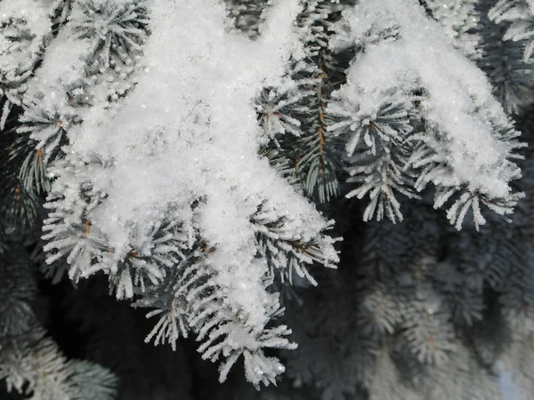 눈덮인 나뭇가지들 — 스톡 사진