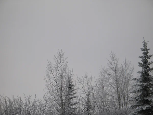 Branches d'arbres couvertes de neige — Photo