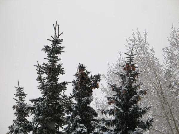 Ramos de árvores cobertas de neve — Fotografia de Stock