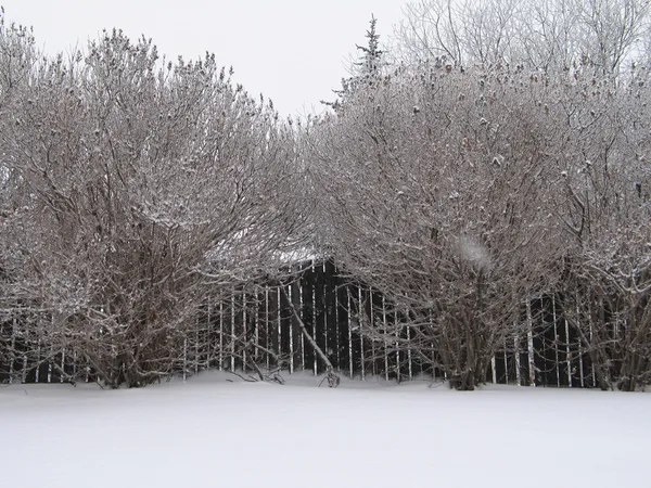 Rami d'albero coperti di neve — Foto Stock