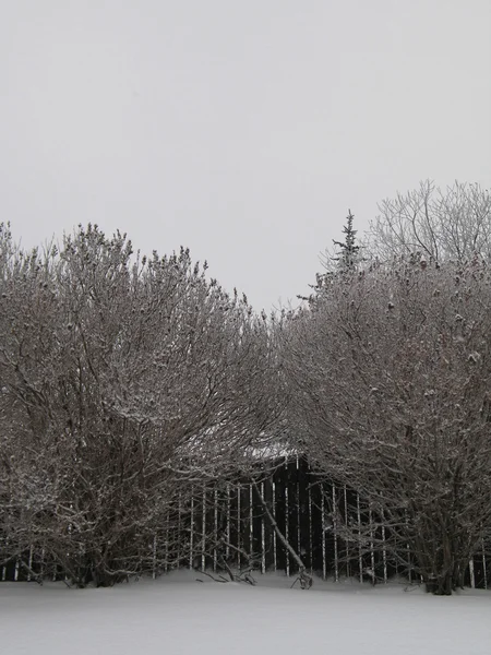 Ramos de árvores cobertas de neve — Fotografia de Stock