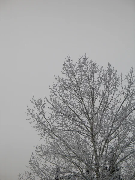 Arbre d'hiver — Photo