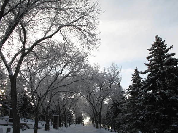Ramos de árvores cobertas de neve — Fotografia de Stock