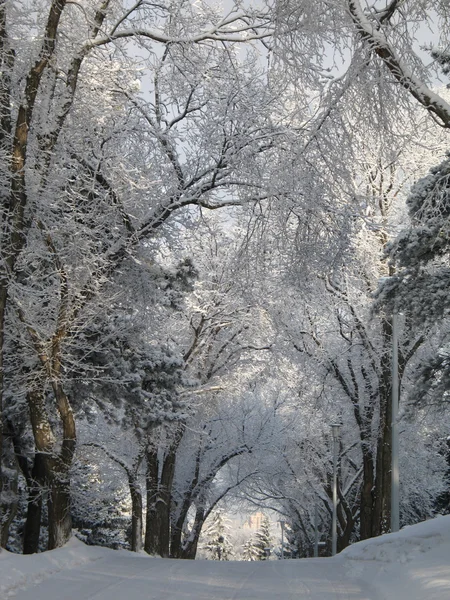 Ramas de árboles cubiertas de nieve —  Fotos de Stock