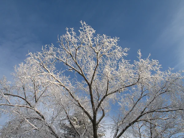 Árbol de invierno — Foto de Stock