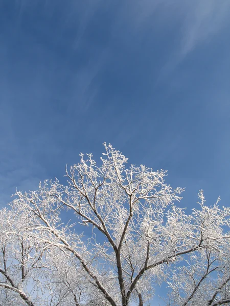 Arbre d'hiver — Photo