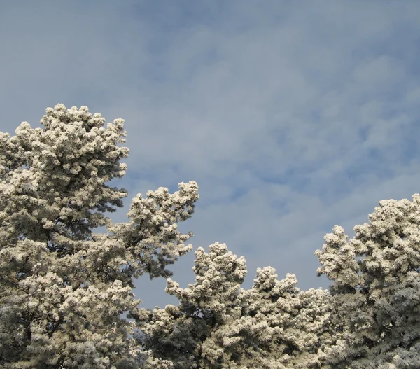 Winterbaum — Stockfoto