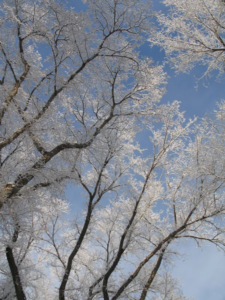 Árbol de invierno — Foto de Stock