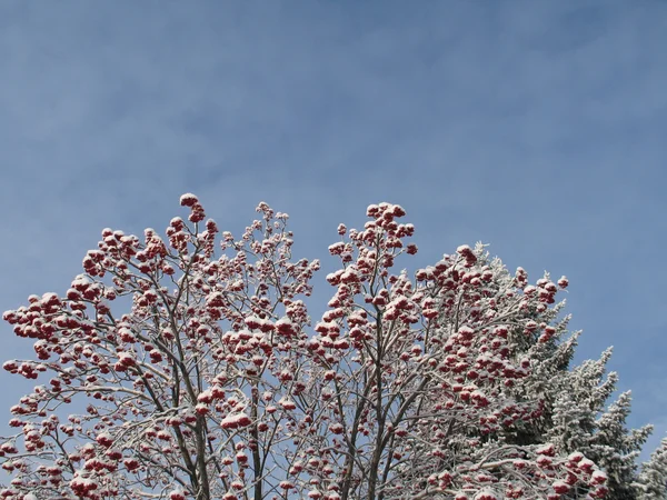 Ramas de árboles cubiertas de nieve — Foto de Stock