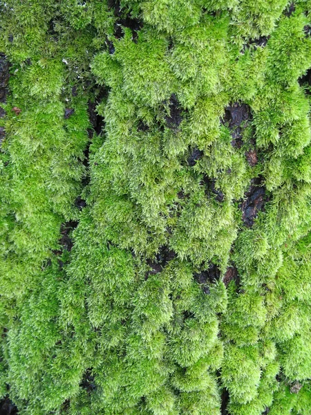 Musgo en un árbol —  Fotos de Stock