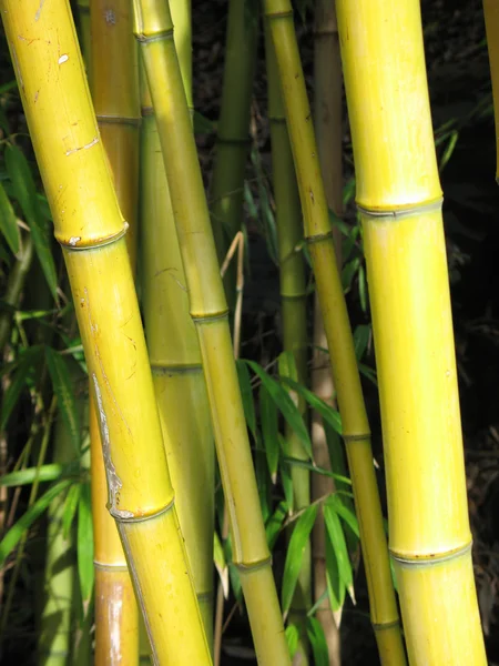 Bamboo — Stock Photo, Image