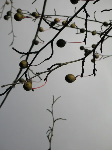 Branches de baies — Photo