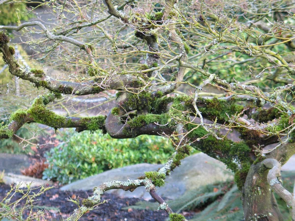 Bare Tree Branches — Stock Photo, Image