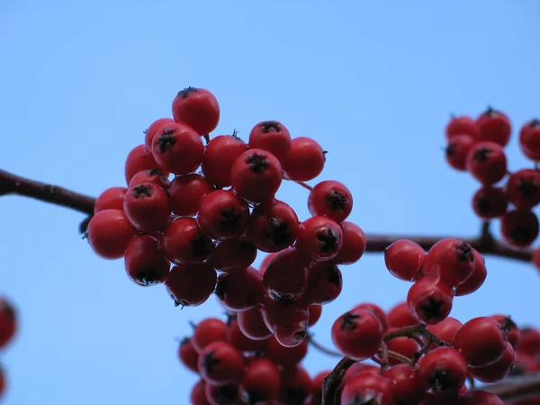 Bayas rojas en un árbol — Foto de Stock