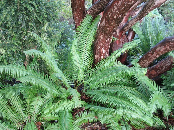 Fern — Stock Photo, Image