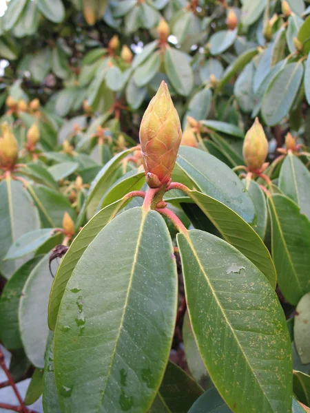 Rododendron — Stockfoto