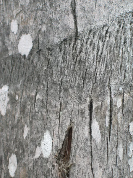 Palm tree bark — Stock Photo, Image
